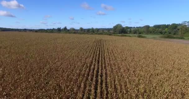 lignes de champ de maïs en France 
