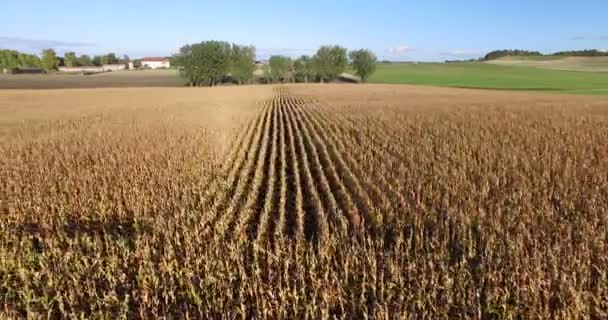 Tekstregels cornfield in Frankrijk — Stockvideo