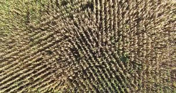 フランスのトウモロコシ畑の行 — ストック動画