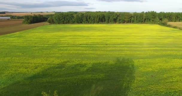 Rapeseed crop field in France — Stock Video