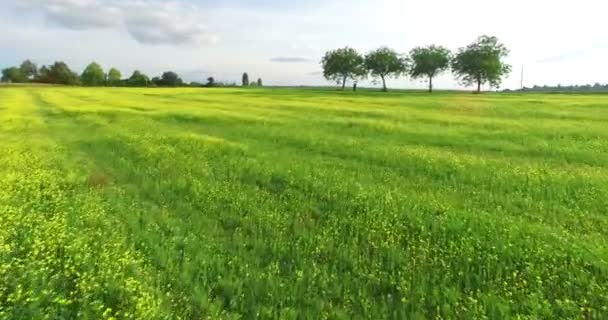 Campo de cultivo de colza em França — Vídeo de Stock