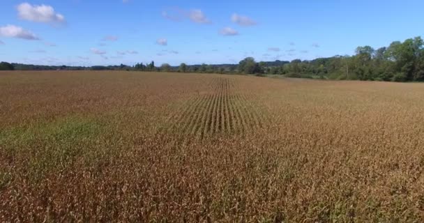 Линии кукурузного поля во Франции — стоковое видео