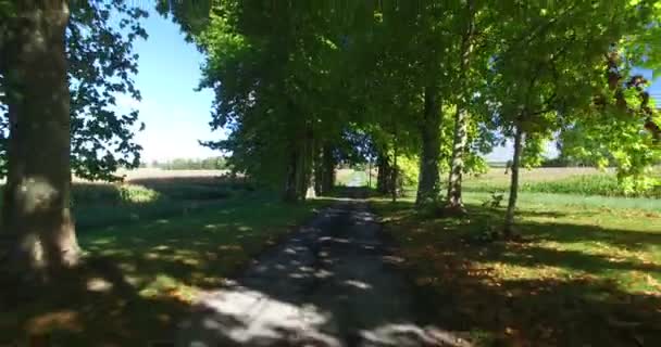 Baumgesäumte Einfahrt in Frankreich — Stockvideo