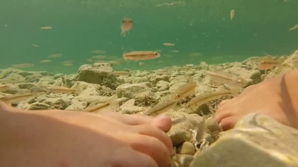 Nohy dívky stojí ve vodě obklopené ryb — Stock video