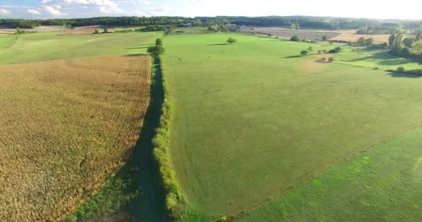 Кукурузное поле и луг с коровами — стоковое видео