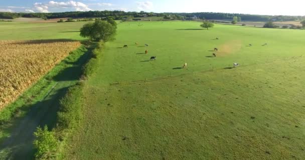 Maisfeld und Weide mit Kühen — Stockvideo