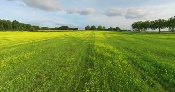 Rapeseed crop field in France — Stock Video