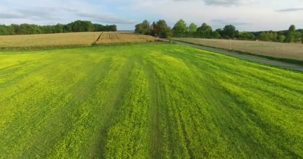 Campo de cultivo de colza em França — Vídeo de Stock