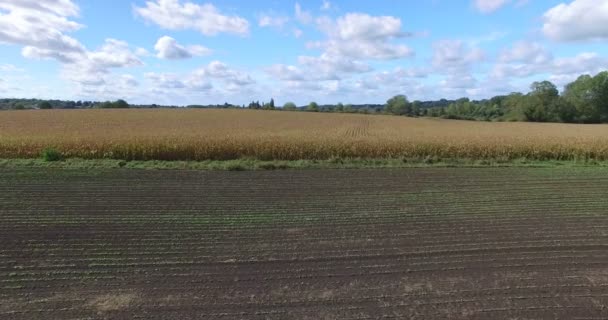 Lines of cornfield in France — Stock Video