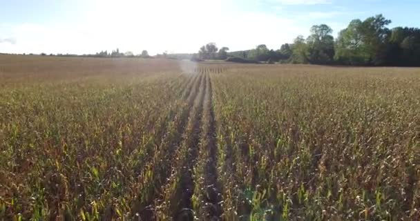 Tekstregels cornfield in Frankrijk — Stockvideo