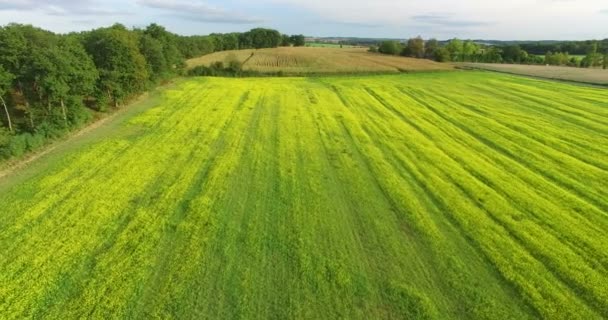 champ de colza en France 