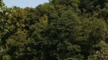 Kano sürme Yetişkin