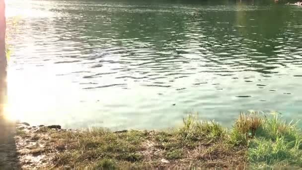 友達が川に飛び込む — ストック動画