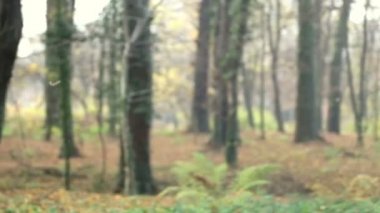 Yaprakları atan kız