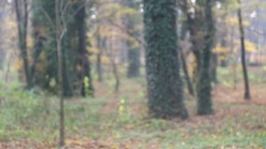 Yaprakları atan kız