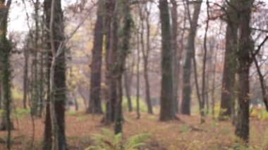 Yaprakları atan kız