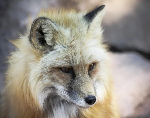 Zblízka portrétní Red Fox — Stock fotografie
