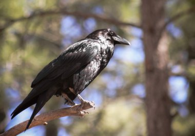 Bir kuzgun, cins Corvus üyesi
