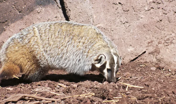 En nordamerikansk grävling, Taxidea taxus, familjen mårddjur — Stockfoto