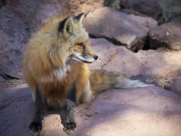 Zblízka portrétní Red Fox — Stock fotografie