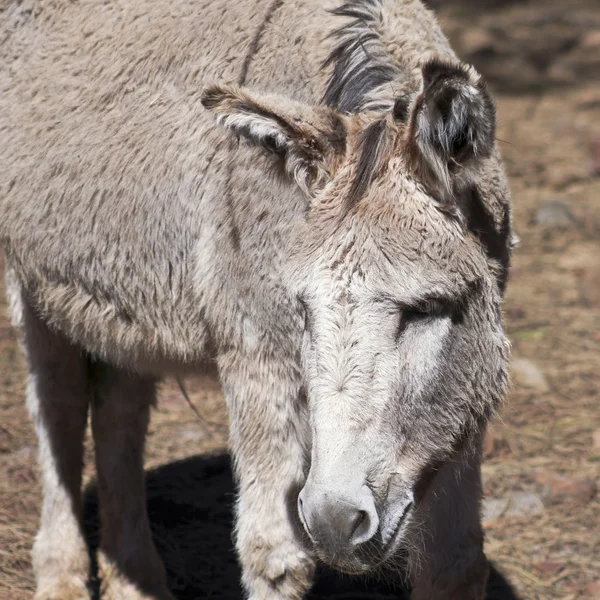 A Close Portrait of a Donkey, or Ass — Stock Photo, Image