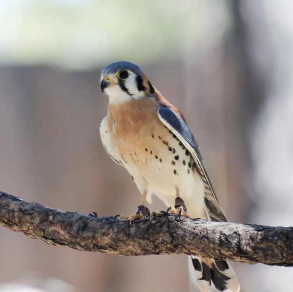 An American Kestrel with Jesses on Both Legs — Stock Photo, Image