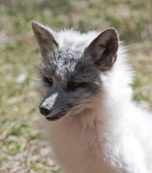 A Close Up Portrait of an Arctic Fox — Stock Photo, Image