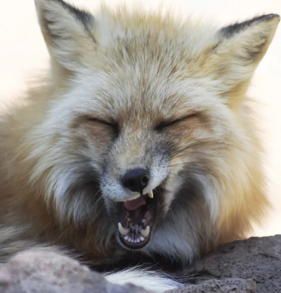 A Close Up Portrait of a Fox Yawning — Stock Photo, Image