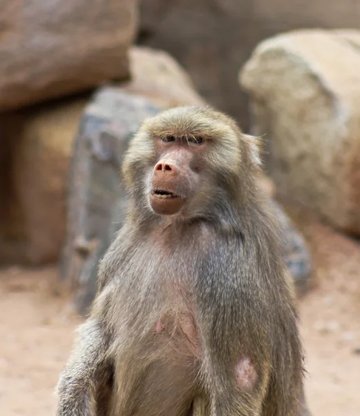 Um retrato de um babuíno com um olhar intenso — Fotografia de Stock