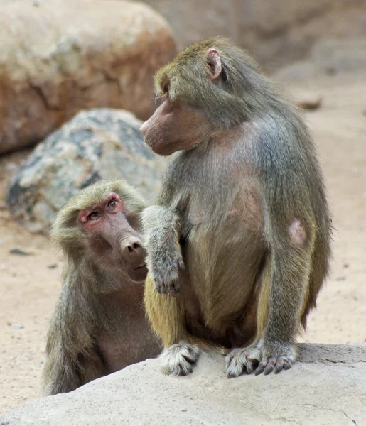 Um par de babuínos aparentemente em conversa — Fotografia de Stock