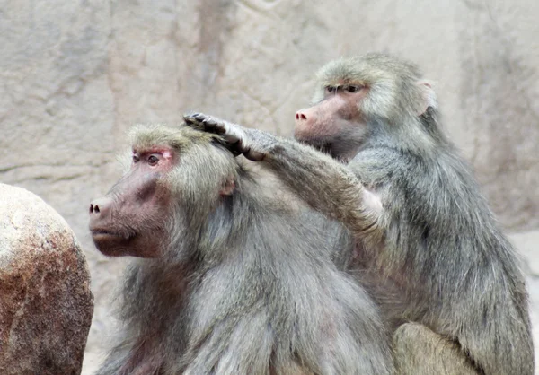 Um par de babuínos se sentam arrumando uns aos outros — Fotografia de Stock