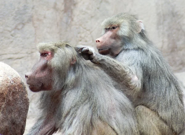 A Pair of Baboons Sit Grooming Each Other — Stock Photo, Image