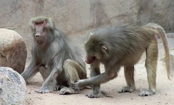 A Pair of Baboons Sit Grooming Each Other — Stock Photo, Image