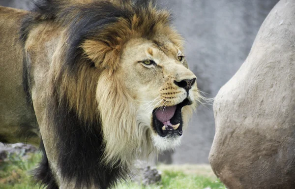 Um Leão Masculino, Panthera leo, Rugindo em Voz Alta — Fotografia de Stock