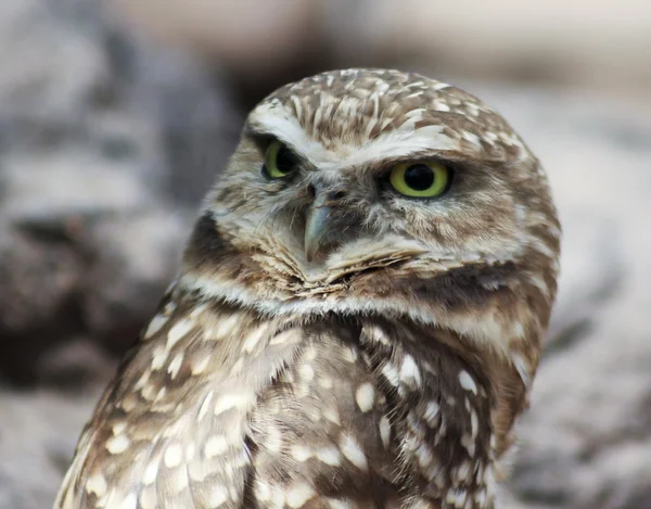 A Close Up of a Burrowing Owl — Stok fotoğraf
