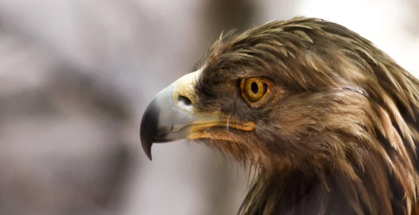 Un retrato de un águila dorada en perfil — Foto de Stock