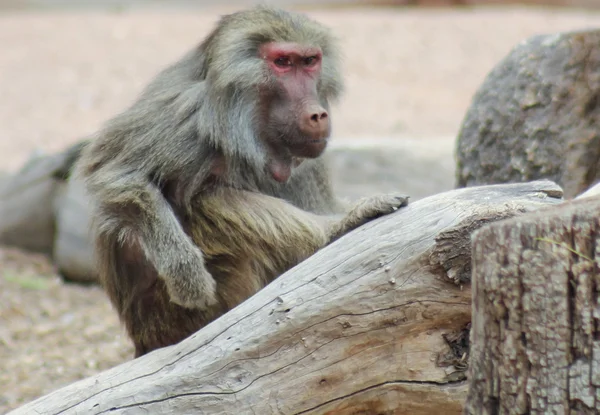 Un ritratto di un babbuino con uno sguardo intenso — Foto Stock