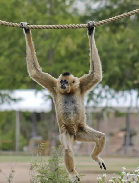 A Gibbon, Hylobates, Hangs from a Rope — Stock Photo, Image