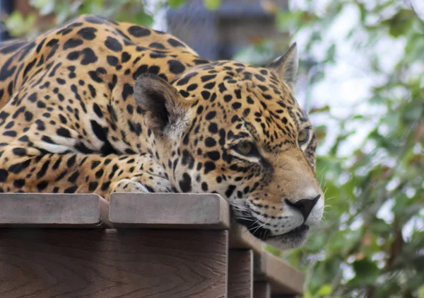 Ein gefangener Jaguar ruht auf einem Holzdeck — Stockfoto