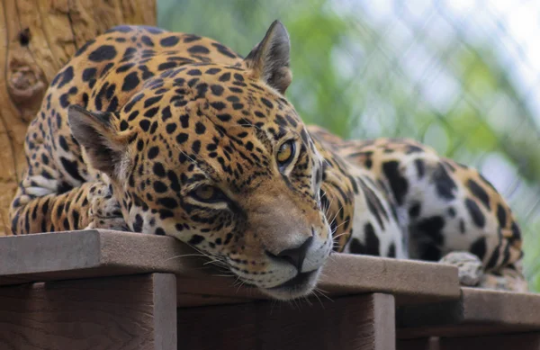 Une Jaguar captive repose sur un pont en bois — Photo