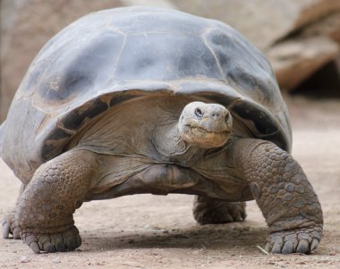 Galapagos kaplumbağasının yakın çekimi.