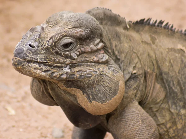 A kapatmak yukarıya-in bir gergedan Iguana — Stok fotoğraf