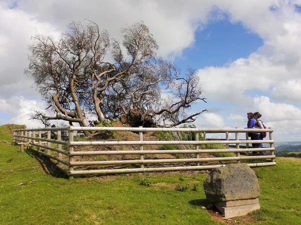 孤独な木、Llanfyllin の記念碑 — ストック写真