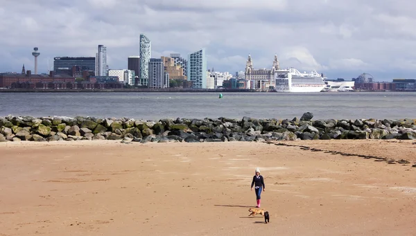 Kobieta przechadza się psy na plaży, New Brighton — Zdjęcie stockowe