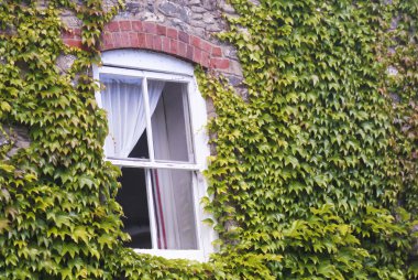 Sarmaşık yaprakları tarafından çevrili bir eski penceresi