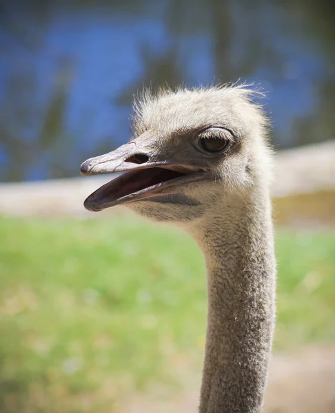 Um retrato de perto de uma avestruz — Fotografia de Stock