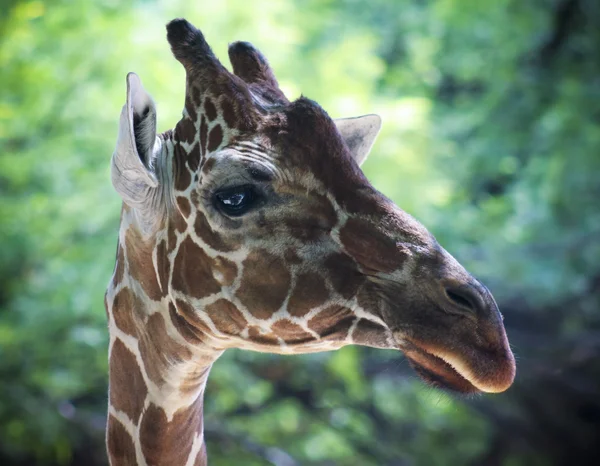 Um close-up de uma girafa reticulada — Fotografia de Stock