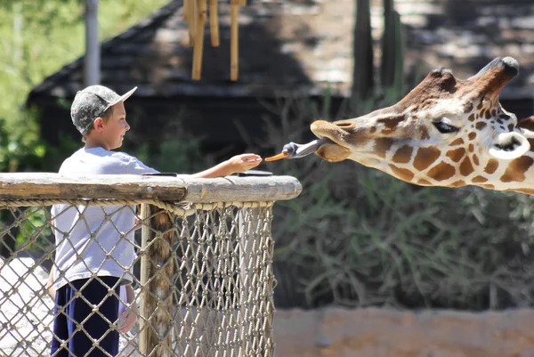 Een giraf voederen op Reid Park Zoo — Stockfoto