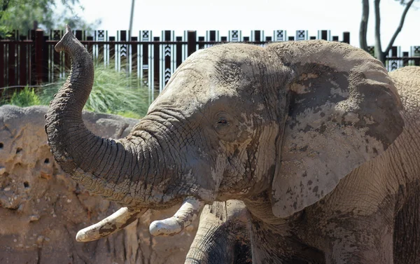 A Reid Park Zoo Elephant, Tucson, Arizona — Fotografie, imagine de stoc