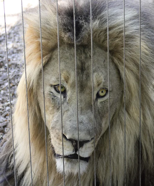 Een leeuw Peers uit zijn behuizing Zoo — Stockfoto